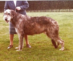 Sulhamstead Major