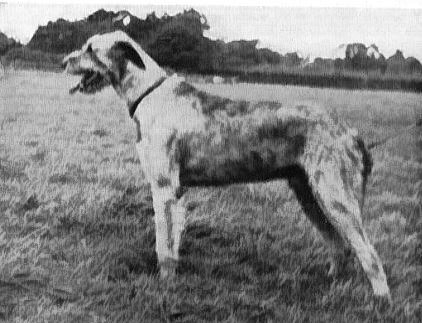 Sulhamstead Manilla