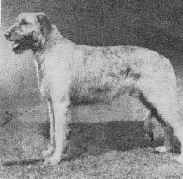 Ch. Sulhamstead Matador