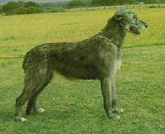 Seplecur Meg of Sulhamstead