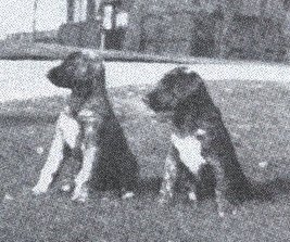 Melba & Manna at 8 weeks