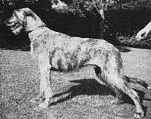 Ch. Sulhamstead Merle