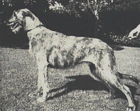 Ch. Sulhamstead Merle