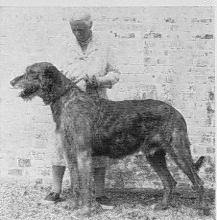 Ch. Sulhamstead Minstrel