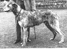 Sulhamstead Mogul