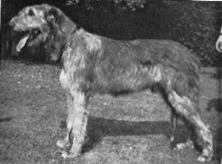 Ch. Sulhamstead Mogul