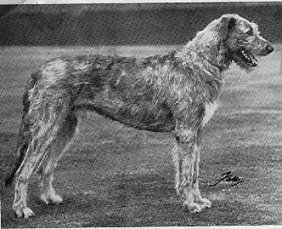Ch. Moran of Ouborough