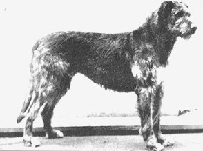 Ch. Moran of Ouborough