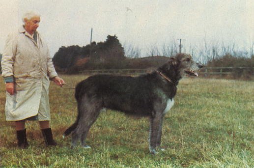 Ch. Sulhamstead Motto