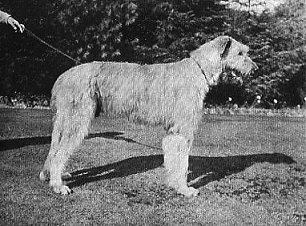 Sulhamstead Fella