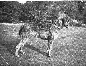 Sulhamstead Krona