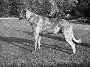 Sulhamstead Finn