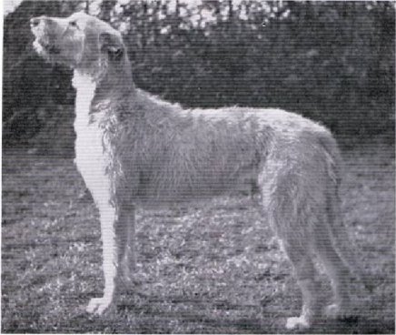Silvagh Tim