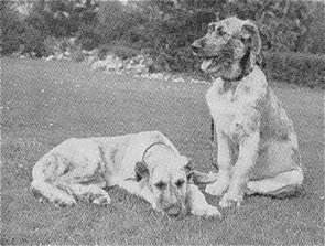 puppies