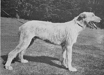 Sulhamstead Fella at 6 months
