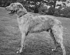 Sulhamstead Cato