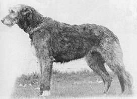 Sulhamstead Delia