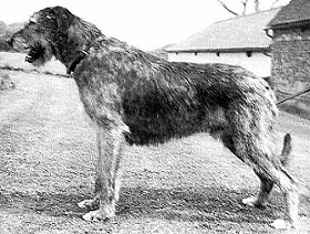 Sulhamstead Fellus
