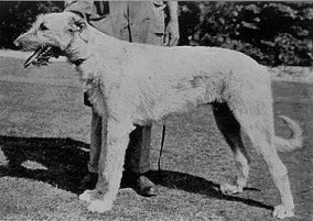 Sulhamstead Finn