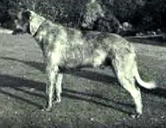 Sulhamstead Finn