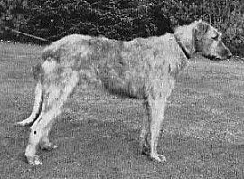 Sulhamstead Finn