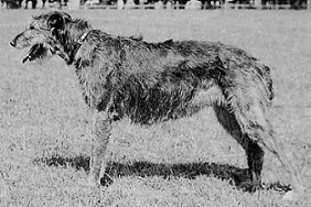 Sulhamstead Freda