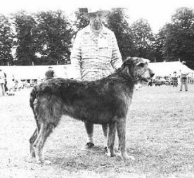 Ch. Sulhamstead Fredina