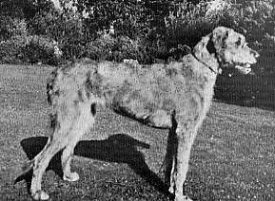 Sulhamstead Kyra