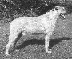 Sulhamstead Marty