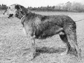 Sulhamstead Melba