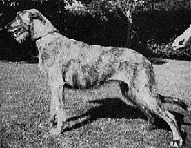 Sulhamstead Merle
