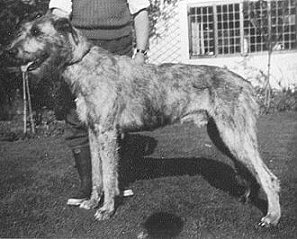Sulhamstead Mogul