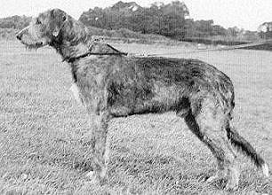 Sulhamstead Monty