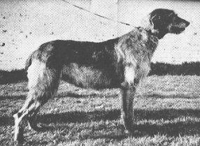 Sulhamstead Muffet