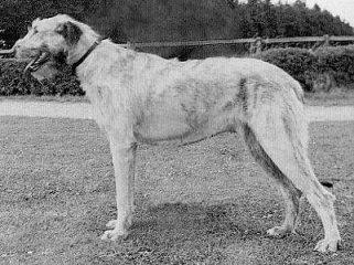 Sulhamstead Mystic
