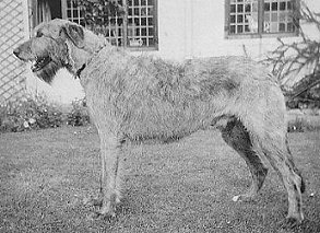 Sulhamstead Romulus