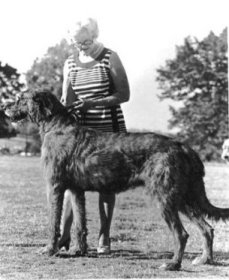 Sulhamstead Woodside Finn