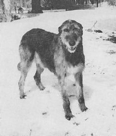 Sulhamstead Marion of Riverlawn