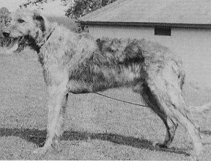 Sulhamstead Sedlestan Rebel