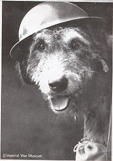 war dog